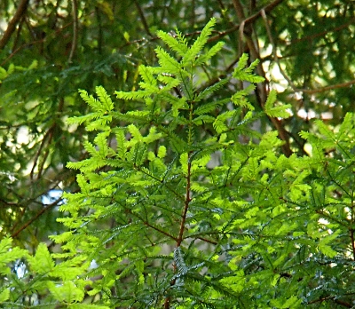 The needles of this tree are short and lightweight (feathery like) and the edges are a much lighter green than those closest to the main stem.]